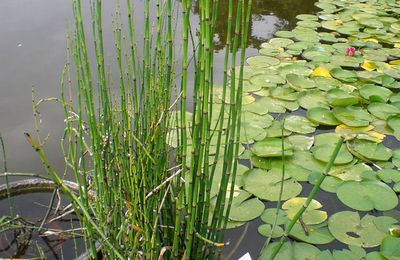 Pour coloniser un plan d'eau...zen !