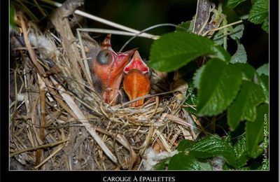 16 juillet 2012 - la saga des petits carouges à épaulette :-)