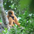 Gibbon de Hainan : nouveau plan d’actions pour sauver l’un des plus rares primates au monde