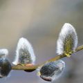 Ces inflorescences messagères du printemps...