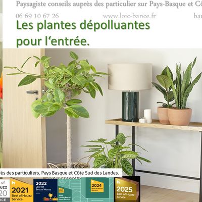 👨‍🌾 Paysagiste Pays Basque. Les plantes dépolluantes pour l'entrée.