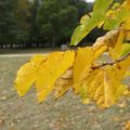 [Drôme] couleurs d'automne au Parc de Lorient