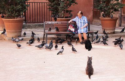 La dame aux pigeons