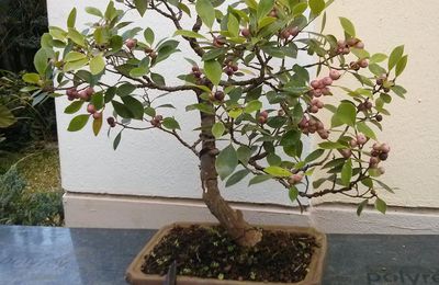 Ficus retusa