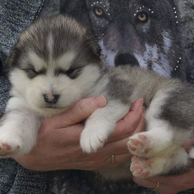  3 semaines les bouilles à bisous 