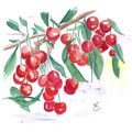 Cerises