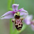 Orchidées des Corbières