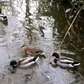 LE SILENCE DES CANARDS