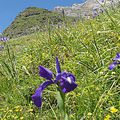 Les Pyrénées