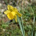 Fleurs du printemps