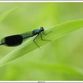 CALOPTERYX