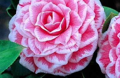 Le camellia japonica: une longue floraison hivernale qui se poursuit jusqu'au printemps...le feuillage persistant en plus.