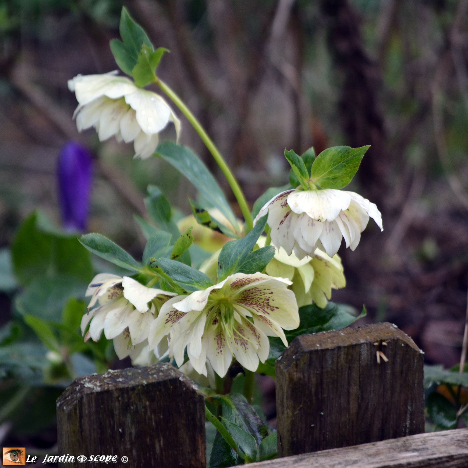 Helleborus orientalis Anemone White Spotted