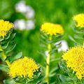 La Rhodiola rosea, la plante qui donnait sa force aux viking...et soutient contre le cancer...