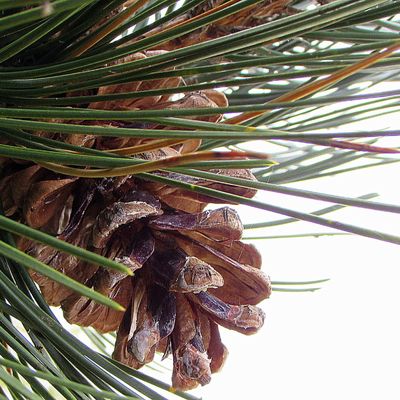 PIN MARITIME EN SOLOGNE