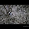 une mésange longue queue