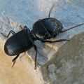   Carabidae - Dixus sp ?