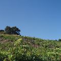 les vignes de Collioures