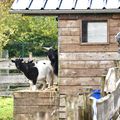ENVIRONNEMENT : UNE FERME PÉDAGOGIQUE AU CŒUR DE LA CITÉ.