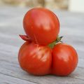 La tomate qui faisait coin-coin