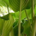 Les hostas de la cour