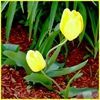 Avatar tulipe jaune