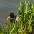 Canard dans herbes quai vers hypodrome