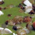 Soupe velouté aux brocolis