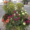 Toujours la même corbeille, superbes fleurs oranges et jaunes, photos prises le 2 avril 2017