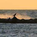 Belle balade sur la plage de Rochelongue à Agde le 4 janvier après-midi
