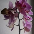 Des nouvelles des orchidées !