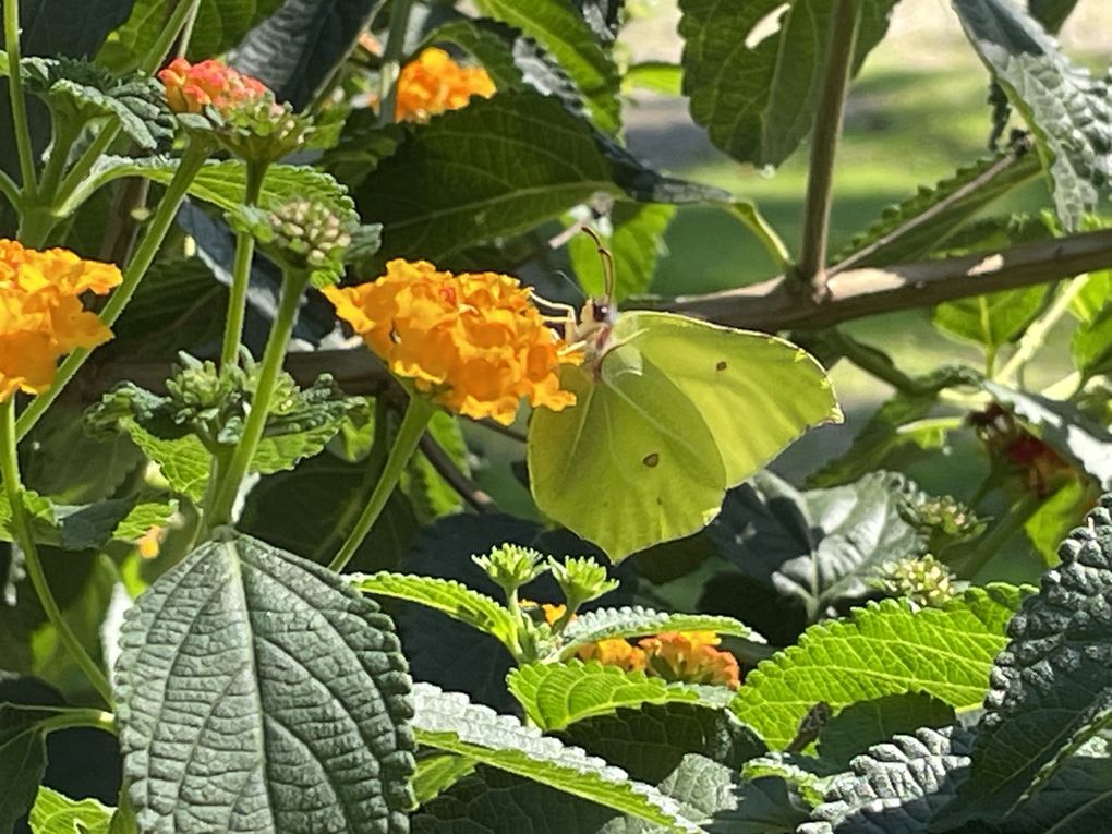 Mardi 23 sept 2025 Mon  diaporama :Flânerie au parc à Cébazat  c'était le 19 sept 2025 grand  soleil 