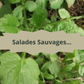 09/3 Salades Sauvages...