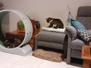 Le fameux jouet qu'ont reçu les furets