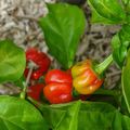 Photos du jour : piments, aubergines, tomates et cucurbitacées.