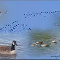 "Écoute crier les outardes"