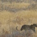 La Namibie : safari au parc d'Etosha 4