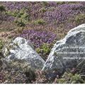 La lande, le granit et le vent... (The heath, the granite and the wind...)