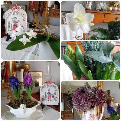 Regard sur les fleurs d'hiver 