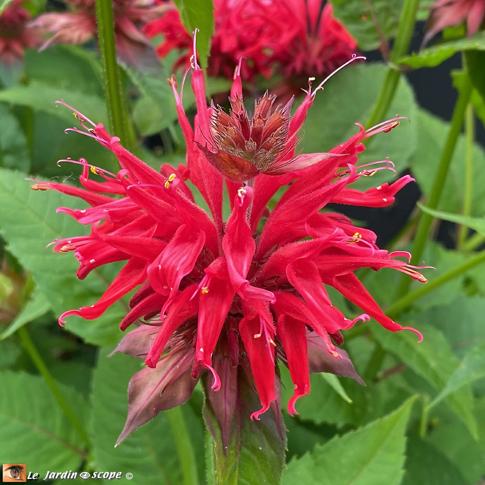 Monarde x hybrida Gardenview Scarlet 