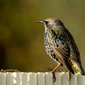 Oiseaux de mon jardin