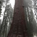 Pinnacles National Park et Sequoia National Park