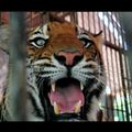 Un soigneur se fait arracher le bras par un tigre du cirque Zavatta