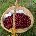 LE TEMPS DES CERISES 