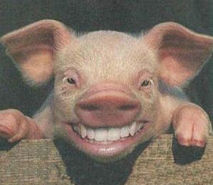 Un sourire de cochon !