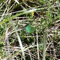 Thècle de la Ronce - Callophrys Rubi