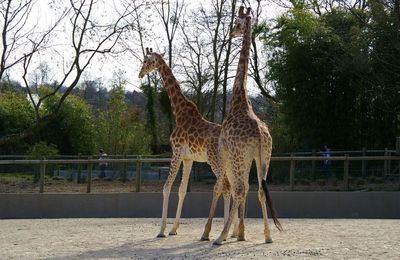 les deux girafes du zoo de champrepus dans la manche