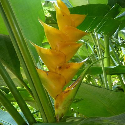 Le jardin d'épice et de parfum...