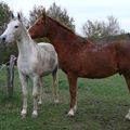 Les chevaux à l'herbe.