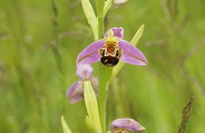 Ophrys apifera